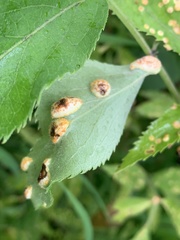 Puccinia sambuci