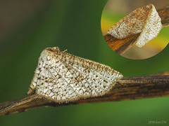Epaena