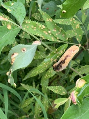 Puccinia sambuci