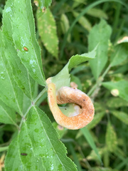 Puccinia sambuci