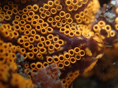 Botrylloides diegensis