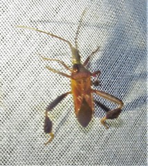 Leptoglossus crestalis