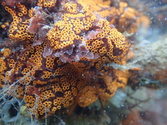 Botrylloides diegensis