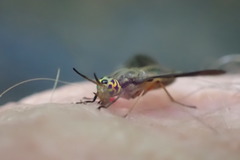 Chrysops univittatus