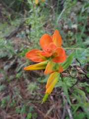 Castilleja integrifolia