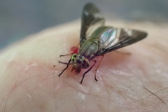 Chrysops univittatus