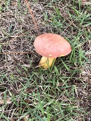 Hortiboletus rubellus image