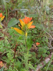 Castilleja integrifolia