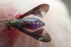 Chrysops univittatus