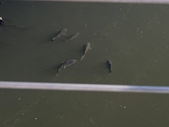 Cyprinus carpio
