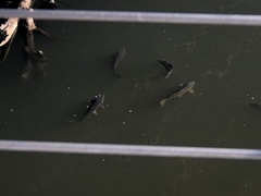 Cyprinus carpio