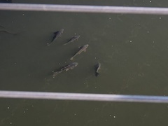 Cyprinus carpio