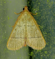 Hypsopygia nostralis