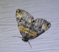 Dysstroma hersiliata