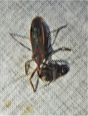 Castolus rufomarginatus