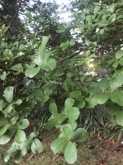 Lagerstroemia indica