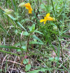 Erythranthe microphylla