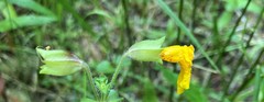 Erythranthe microphylla