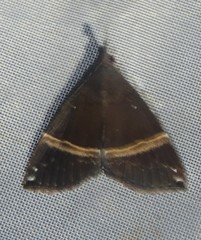 Hypena hemonalis