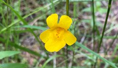 Erythranthe microphylla