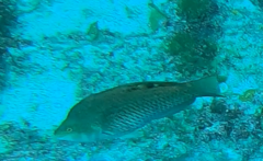 Pseudolabrus luculentus