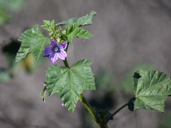 Malva nicaeensis