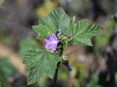 Malva nicaeensis