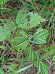 Leiobunum bimaculatum