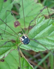 Leiobunum bimaculatum