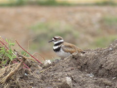 Charadrius vociferus