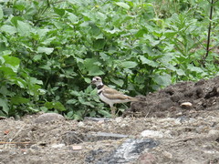 Charadrius vociferus