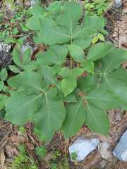 Carya ovata mexicana