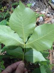 Carya ovata mexicana