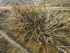 Eleocharis geniculata