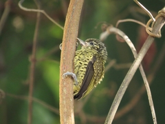 Picumnus exilis buffonii