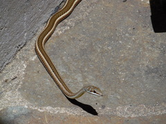 Psammophis subtaeniatus