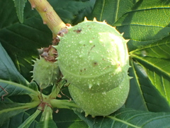 Aesculus hippocastanum