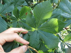 Aesculus hippocastanum