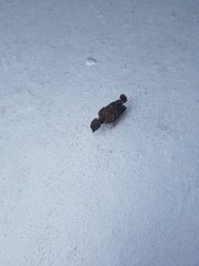 Passer melanurus vicinus