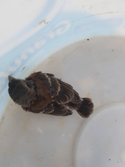 Passer melanurus vicinus