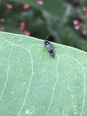 Mordella quadripunctata