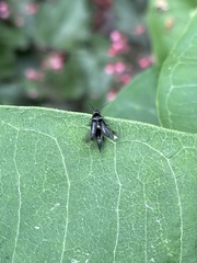 Mordella quadripunctata