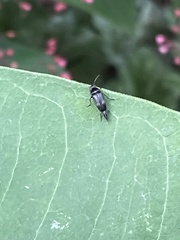 Mordella quadripunctata