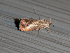 Olethreutes hamameliana