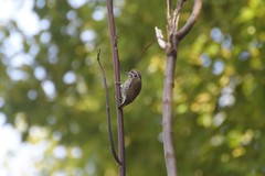 Picumnus innominatus