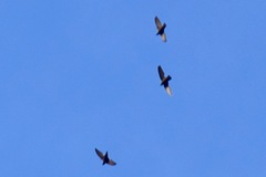 Chaetura pelagica