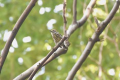 Picumnus innominatus