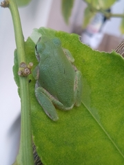 Hyla