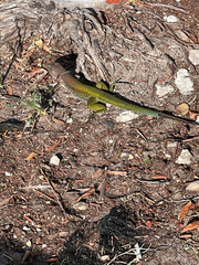Ameiva ameiva