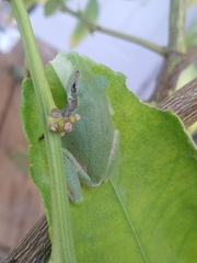 Hyla
